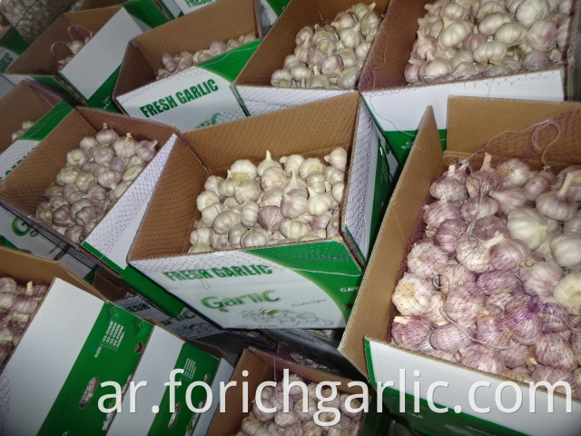 Fresh Garlic Jinxiang 5 5